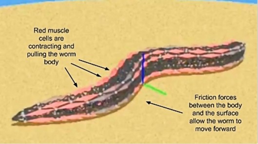 Выживет ли искусственный червь Франкенштейна?