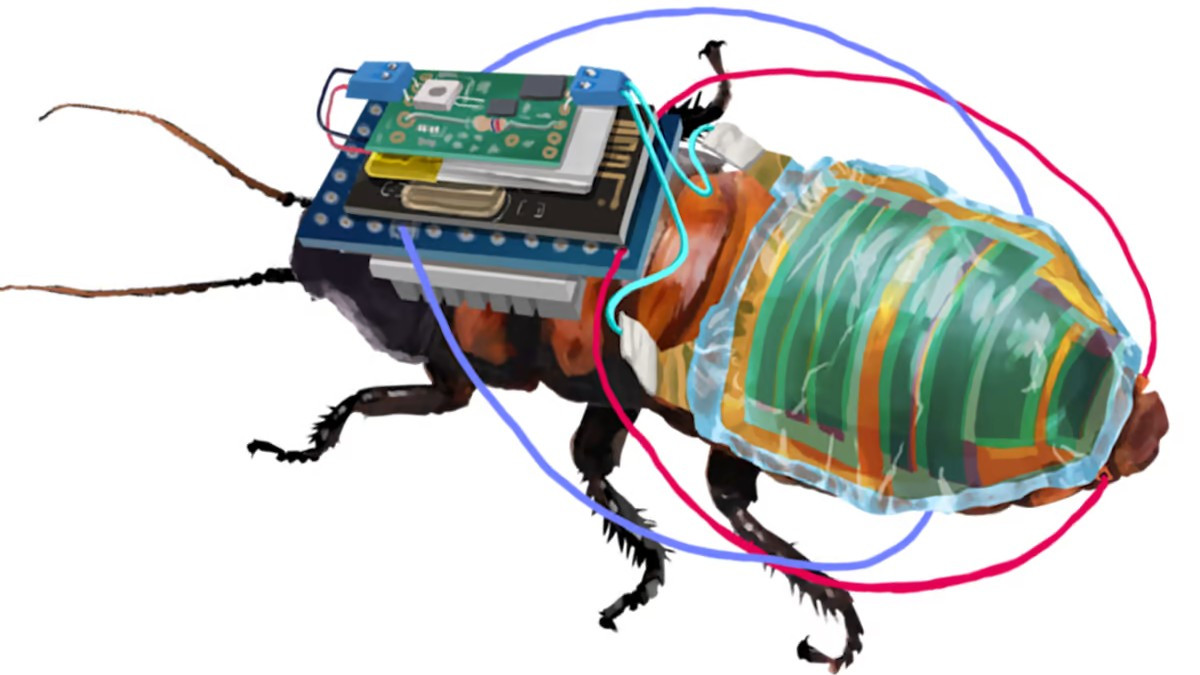 Дистанционно управляемые тараканы-киборги теперь питаются от Солнца